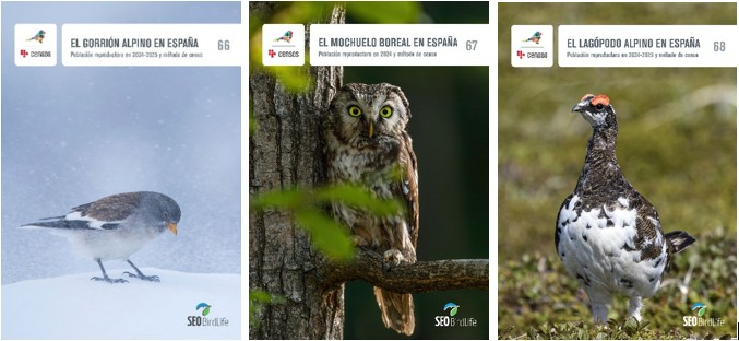 🏔️Tres aves de montaña pierden población por el cambio climático.

Por el #diadelasmontañas queremos concienciar del descenso de ejemplares del gorrión alpino, mochuelo boreal y lagópodo alpino.

seo.org/tres-aves-de-m…