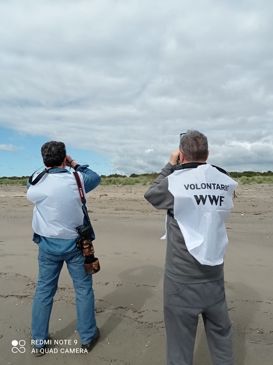 WWFitalia's tweet image. Domani, venerdì #12dicembre, alle 9.30 si svolgerà una pulizia a mano della spiaggia presso l’Oasi del Fratino e della Camomilla di mare a #Giulianova 
L'iniziativa coinvolgerà gli studenti di tre classi dell’Istituto Crocetti-Cerulli, guidati dai volontari del #WWF #Abruzzo