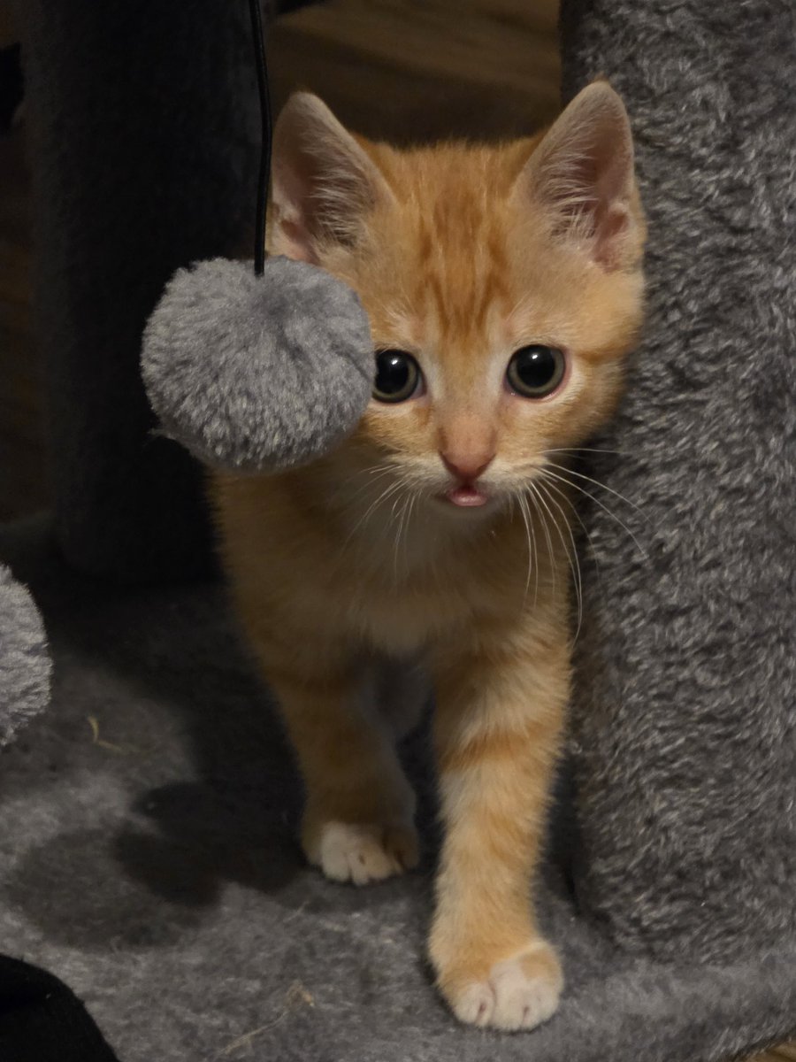 Nofxious's tweet photo. @NVIDIAGeForce GeForce Season
because I saved a stray kitten https://t.co/3DYC2MQz1n