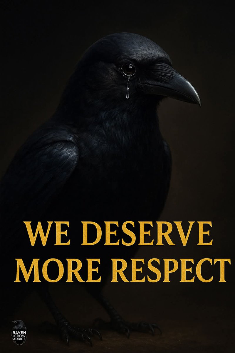 allaboutcrows's tweet image. 