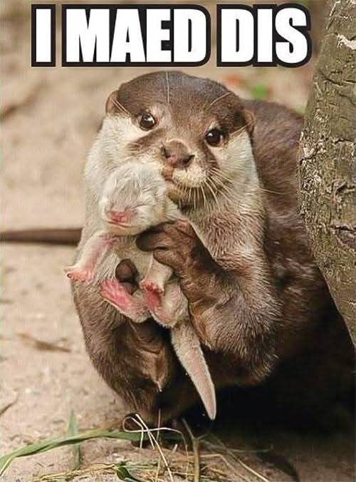 Funny Otters tweet media