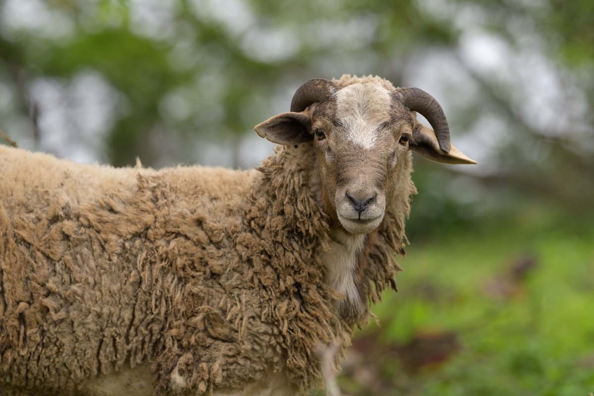 Simanga Zondo tweet media