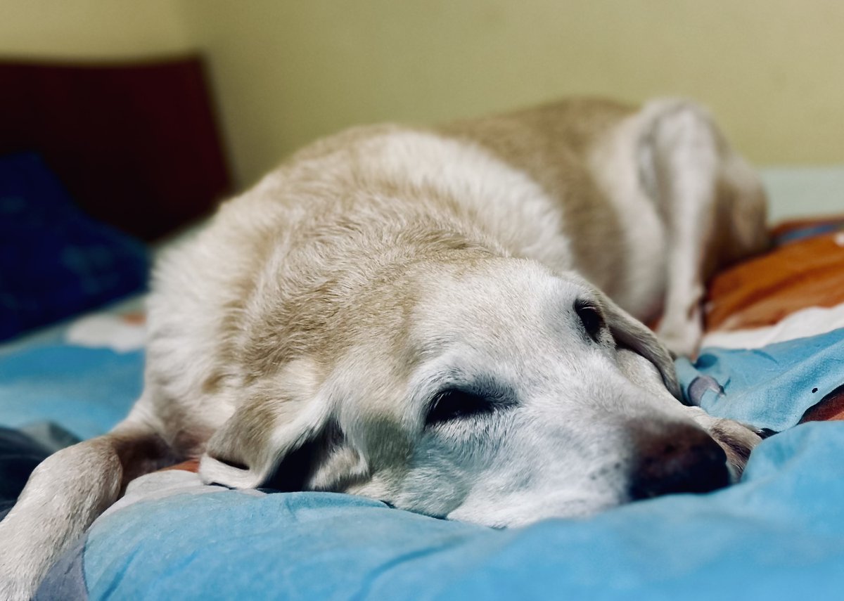 Das Schönste im Home-Office ist nicht nur der frühe Beginn nach/mit dem ersten Morgenkaffee und die bessere Konzentration, sondern in bestimmten Situationen einfach der Blick vom Schreibtisch nach links – dann ist man gleich wieder motiviert und um einiges entspannter ...