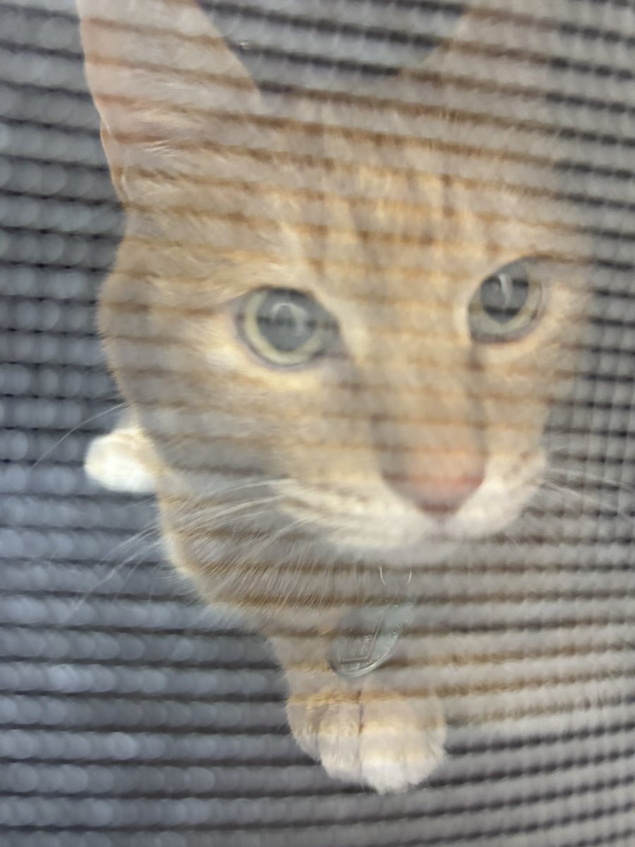 バロン🐈🐾 tweet media
