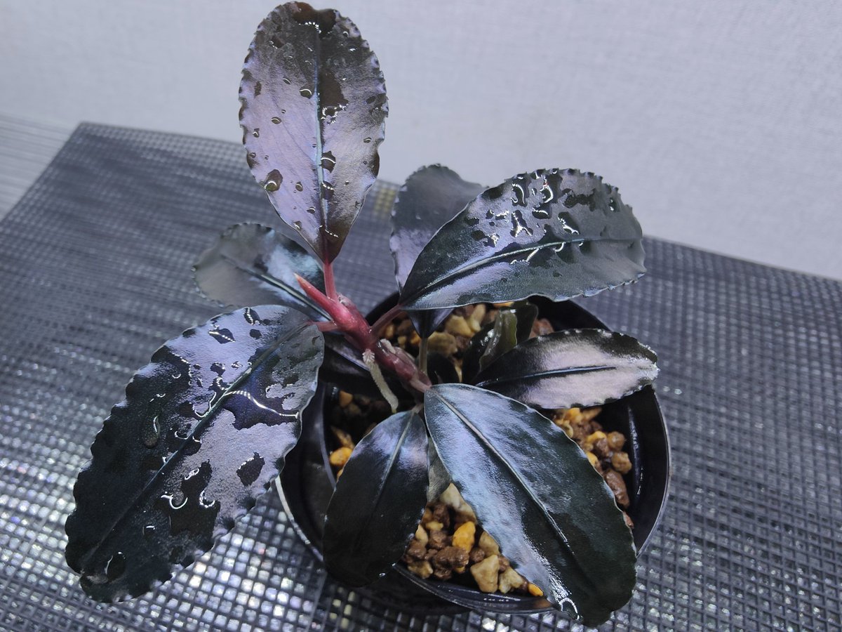 キボーデコ (@kiboudeko) / Posts / X