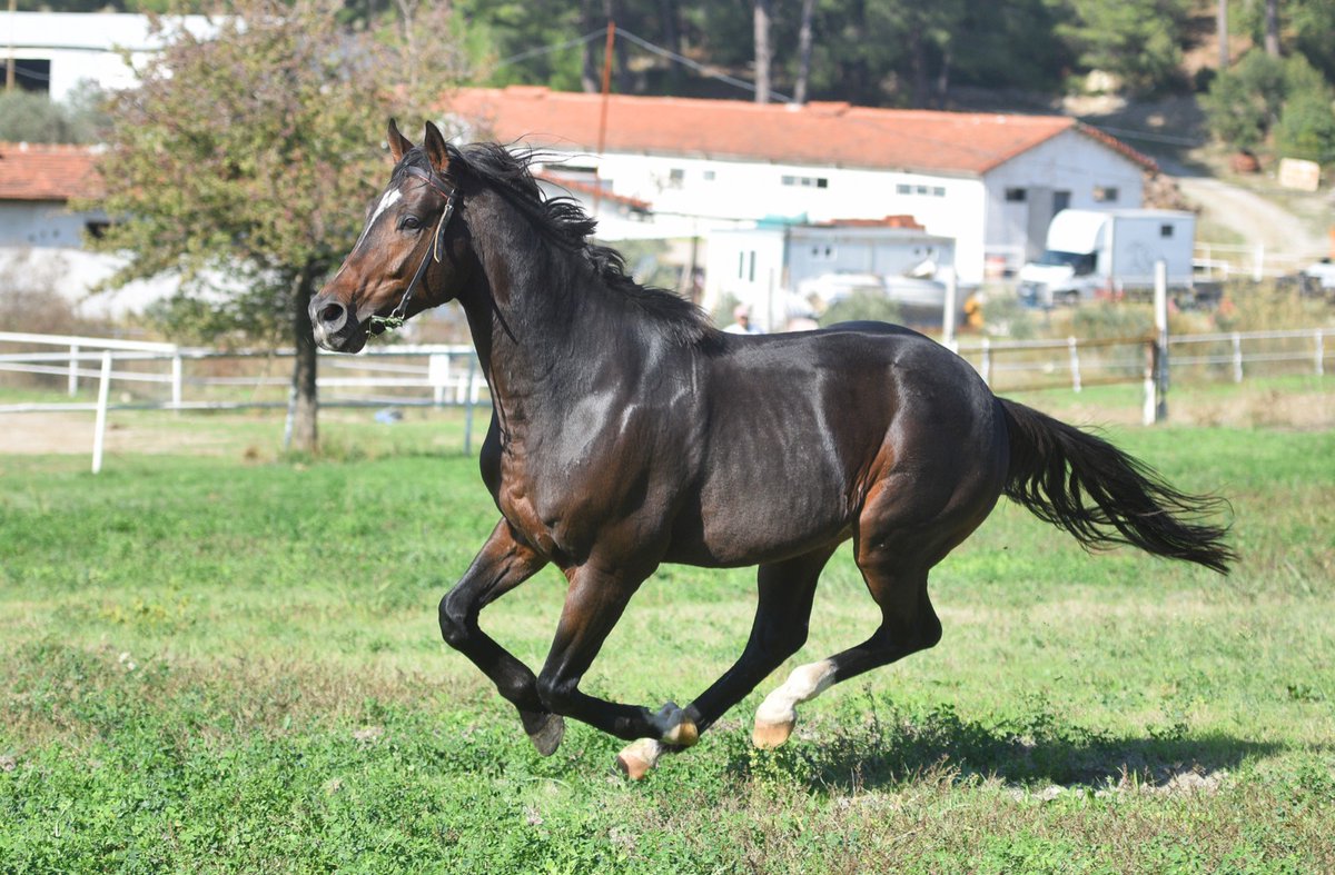 YetkinStud's tweet photo. Aygırlarımız BLAZE TO WIN ve MAVİ GÖZLÜ DEV Kemalpaşa/İzmir de Yetkin Harasında siz değerli yetiştiricilerimizin kısraklarına günübirlik olarak hizmet verecektir.
BLAZE TO WIN 75.000 TL Tercihli  50.000 TL
MAVİ GÖZLÜ DEV  60.000 TL Tercihli 40.000 TL https://t.co/f8H1IeCd29