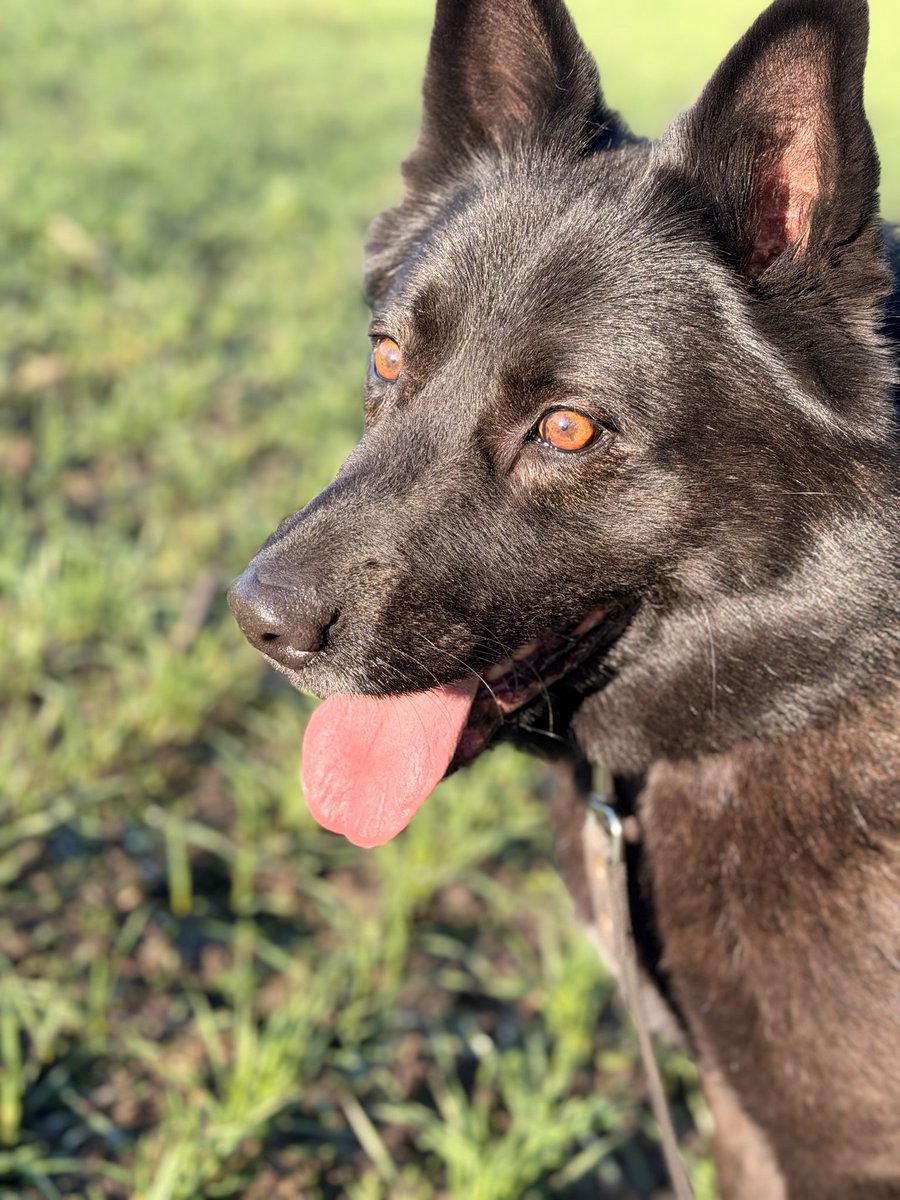 Sveiki, draugi! Esmu UMKA - izskatīgais suņuks ogļumelnā frakā. Lai Tev mans vārds nemulsinātu - tik tiešām esmu čalis! Ar nelielu sirmumiņu bārdiņā, jo kā nekā senioriņš esmu, tā gan. 😊 Skat, skat man jauni bilžuki! 

facebook.com/share/p/1Fiibx…