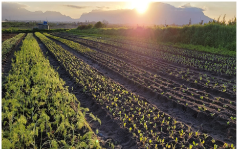 Agricool tweet media