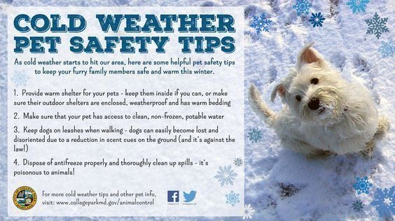 HealthCare_Pets's tweet photo. Keep pets safe in the #coldweather with these #tips.
For more vet-approved #wintersafety tips: https://t.co/uhGUHE990n
.
.
#winterpetsafety #coldweathersafety #coldweather #coldweathersafetytips #petwintersafety #dogsafety #catsafety #petsafety #pethazard #pethazards #pethealth https://t.co/6Po274Vnyq