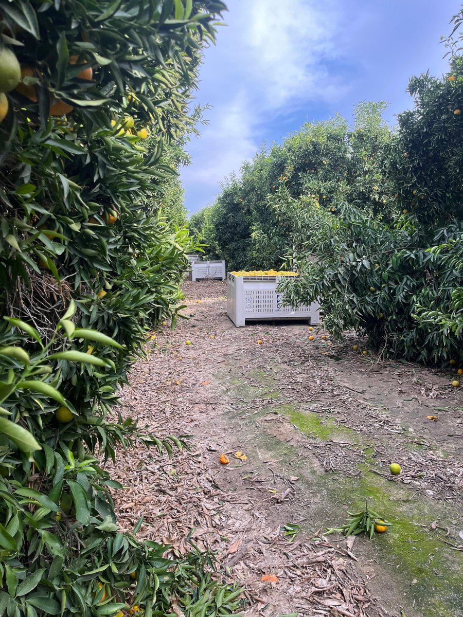 "Juana" is harvesting citrus in Fresno CA. "It's a hard job. I climb a 20 foot ladder carrying an 80lb sack of oranges. It takes 2-3 hrs to fill the bin in the picture. I earn $35-50/bin depending on the type. I work hard to provide food and shelter for me and my son." #WeFeedYou