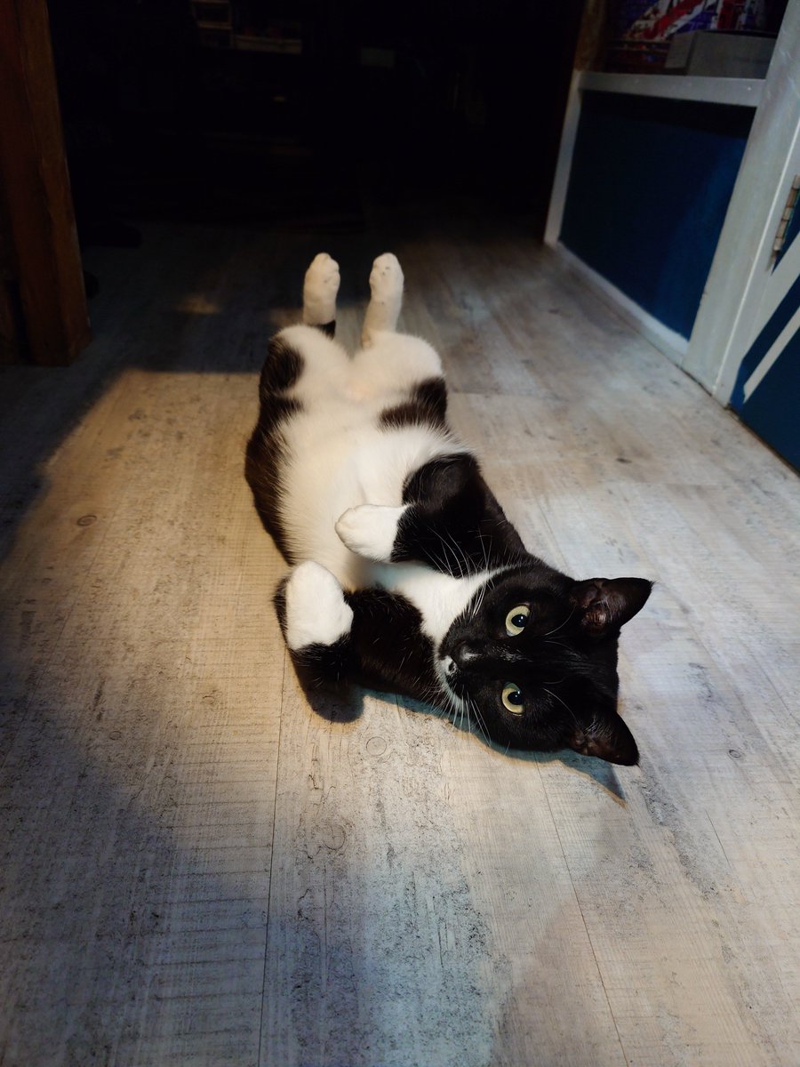 ねこ 7Xb8UzojhN5zvc3 ｽﾞﾎﾞｫ