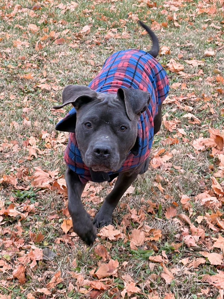 HumaneSocietyJeffCty tweet media