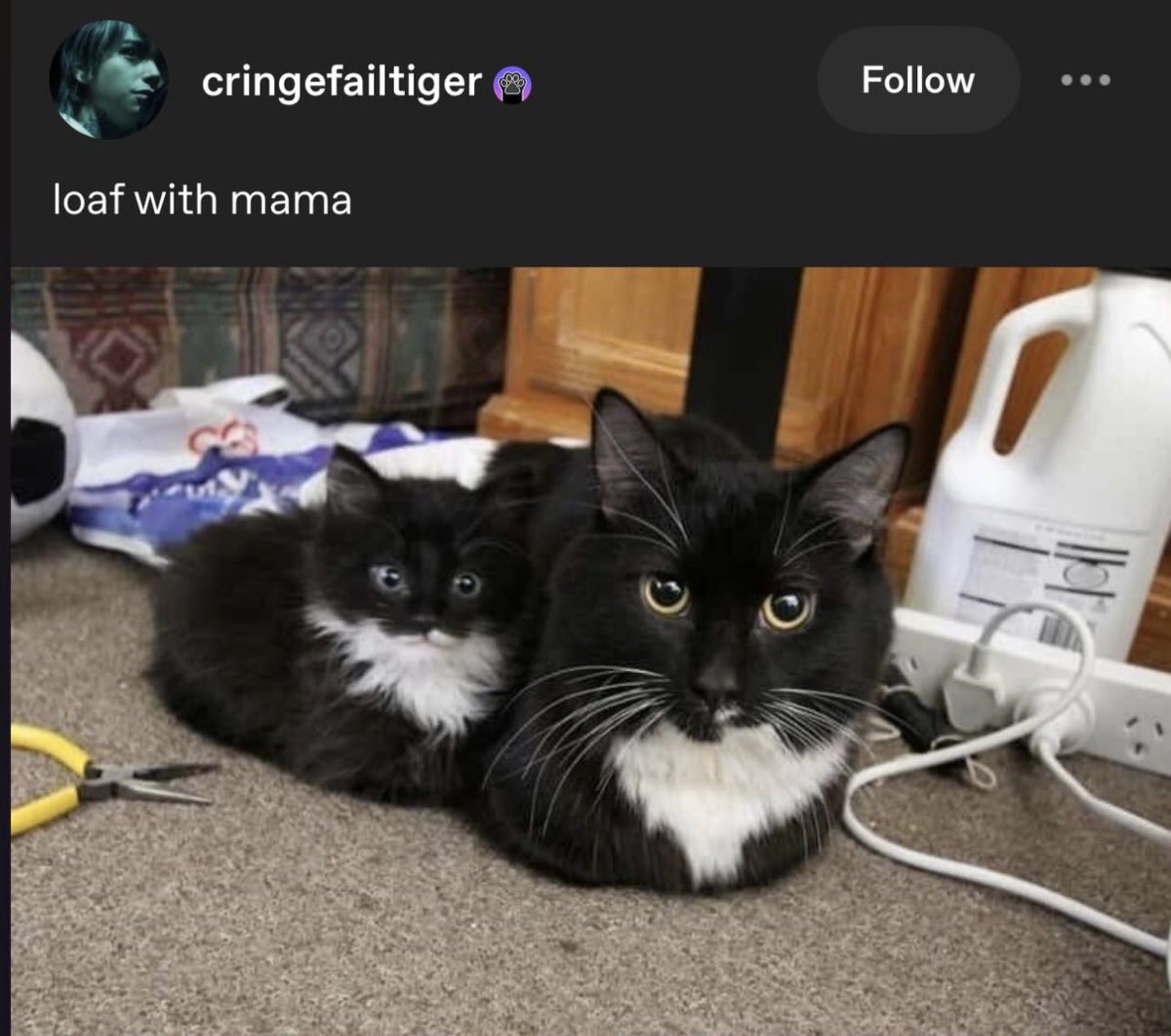 evieeion's tweet image. let’s loaf with mama
#transformers #tfp #maccadam