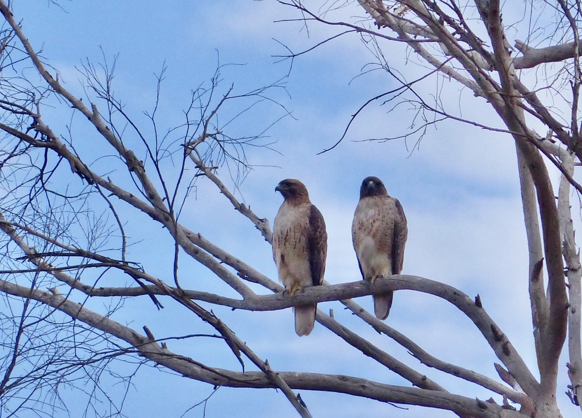 Good morning.  Redtailed hawks pairing up.