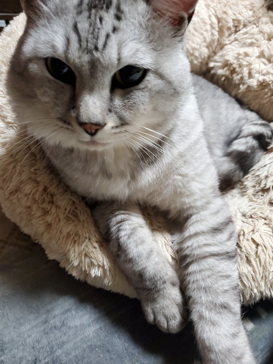 はっち (@hacchi526) on Twitter photo 