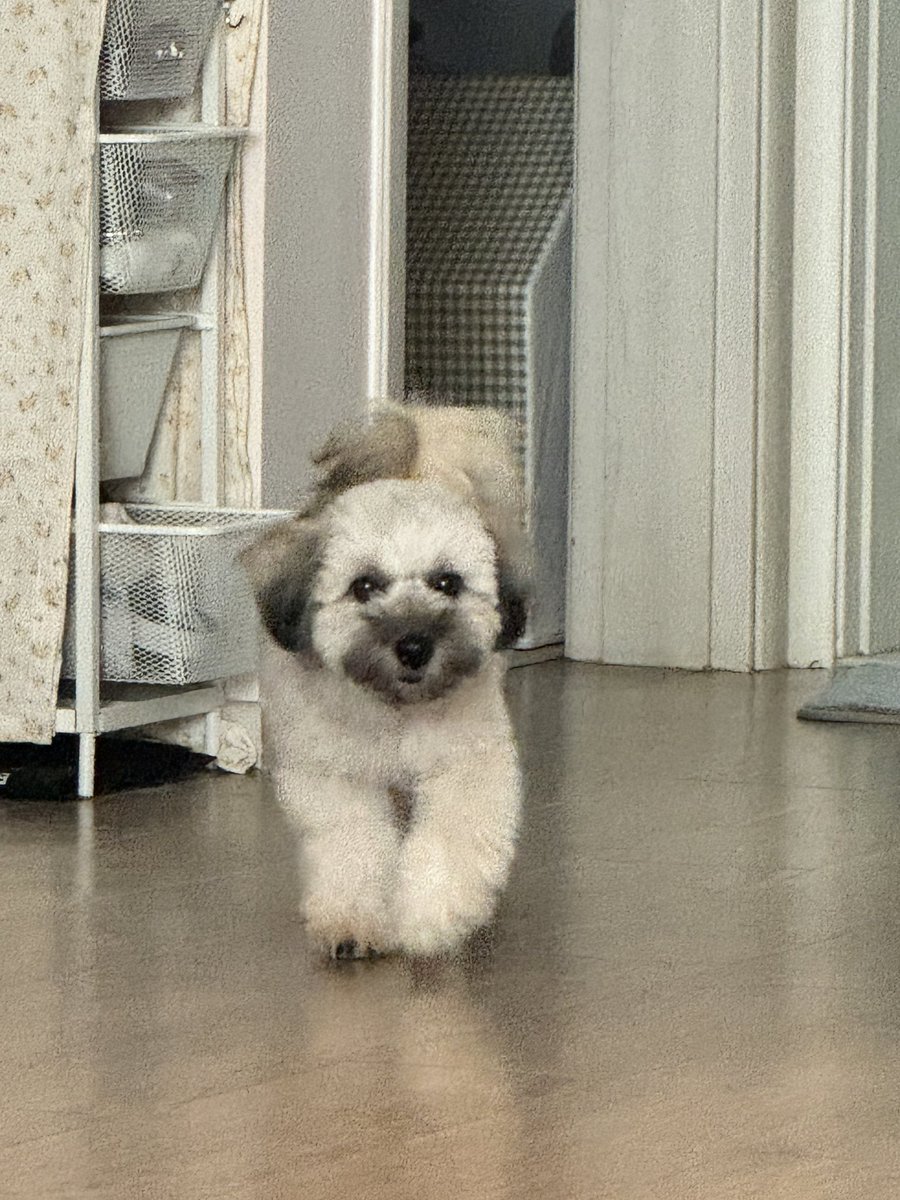 nomorelostpets's tweet photo. 고양에서 유실된 토비를 찾아요!
애견유치원 펜스를 넘어가서 유실됐습니다 ㅠ
교통사고까지 당했어요..
토비를 찾아요👇
https://t.co/n1lSb7euJU https://t.co/mFOFYQFJzS