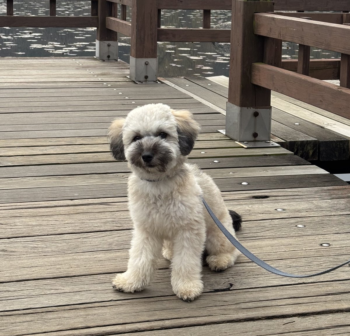 nomorelostpets's tweet photo. 고양에서 유실된 토비를 찾아요!
애견유치원 펜스를 넘어가서 유실됐습니다 ㅠ
교통사고까지 당했어요..
토비를 찾아요👇
https://t.co/n1lSb7euJU https://t.co/mFOFYQFJzS