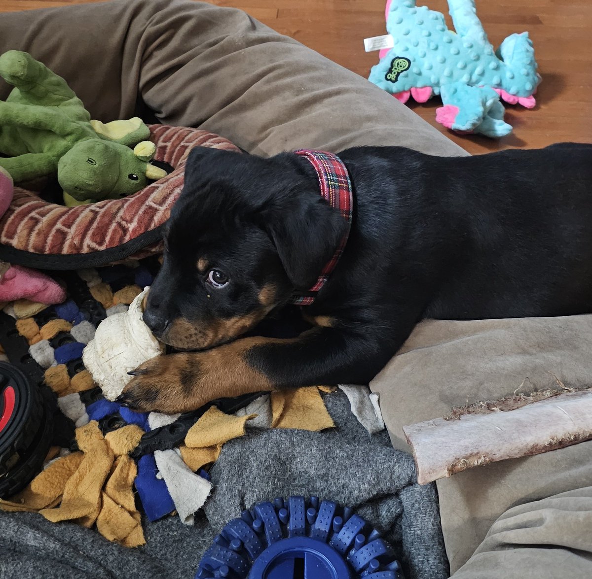 Dear Diary (and the entire internet),

This morning at the ungodly hour of 5:30 AM—yes, that's FIVE-THIRTY, when decent Rottweilers are still deep in dream-chasing squirrels—I was rudely awakened by an 18-pound barking alarm clock named Kenji.

He insisted on an immediate potty