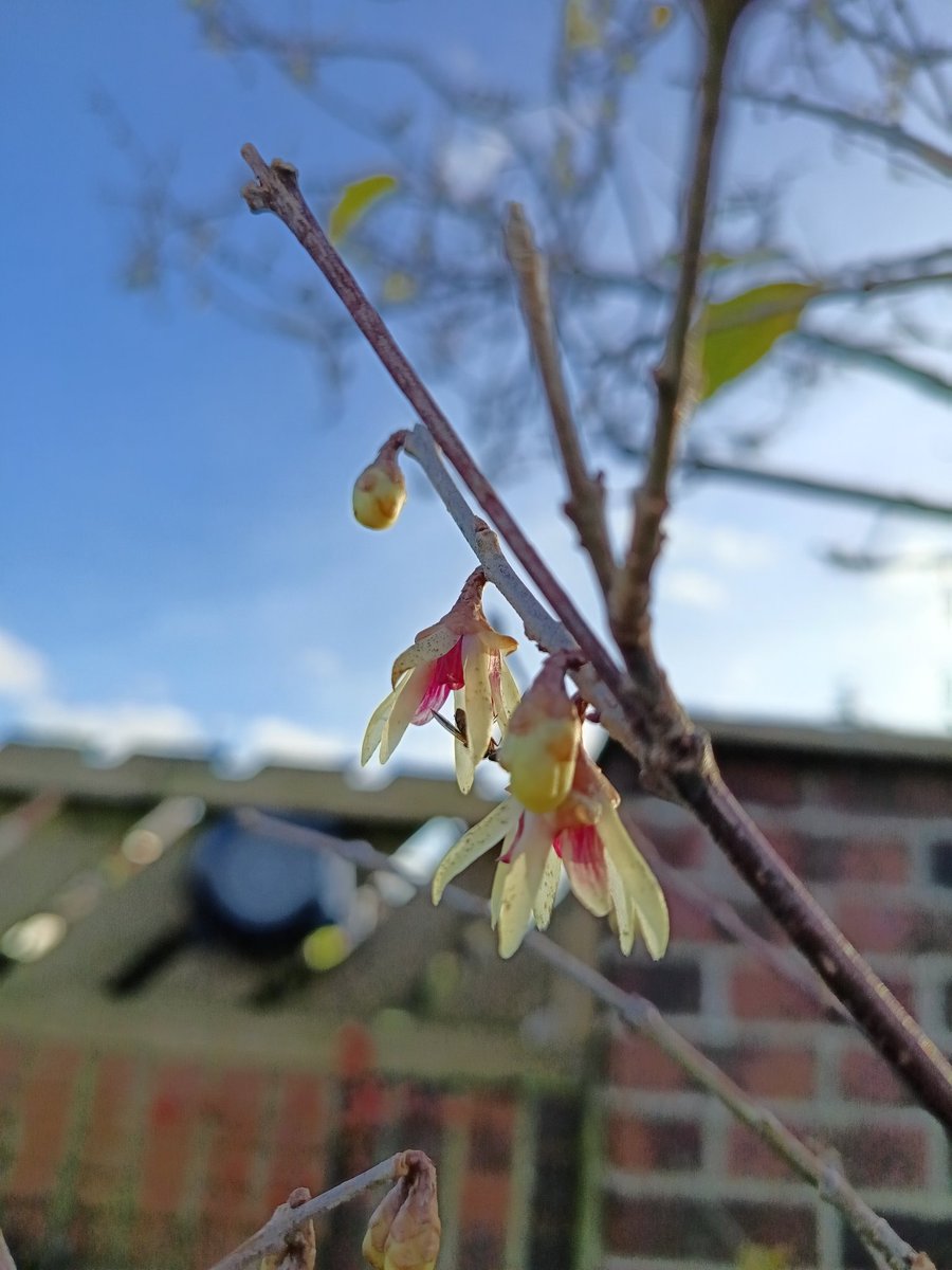 Gosh look what flowering  2 months early
#Chimonanthus praecox (Winter sweet) #eastyorkshire