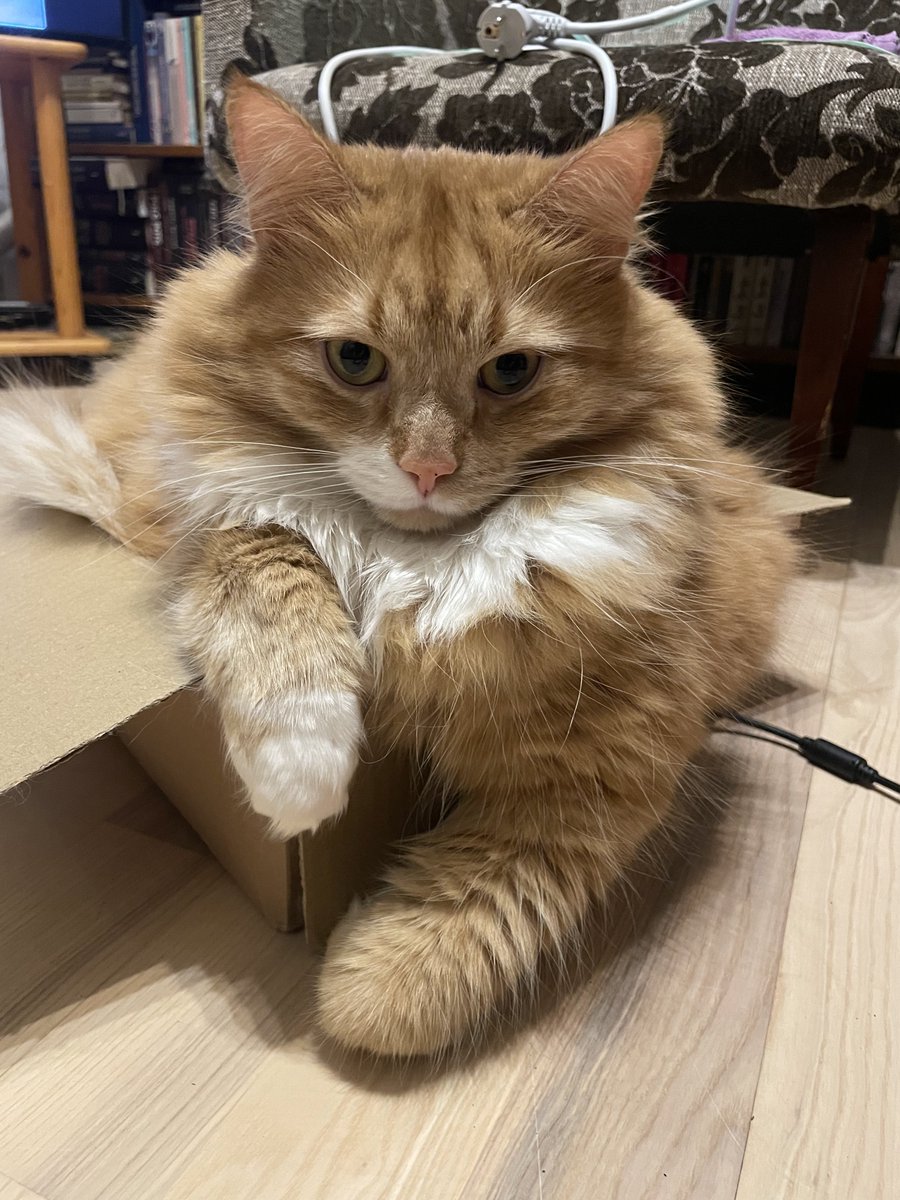 Nabaga kaķītim jāieritinās šitādā mazā kastītē! Bet tā tomēr ir drošāk. Viņa gribēja ķemmēt man DIBENU 🙀🙀🙀