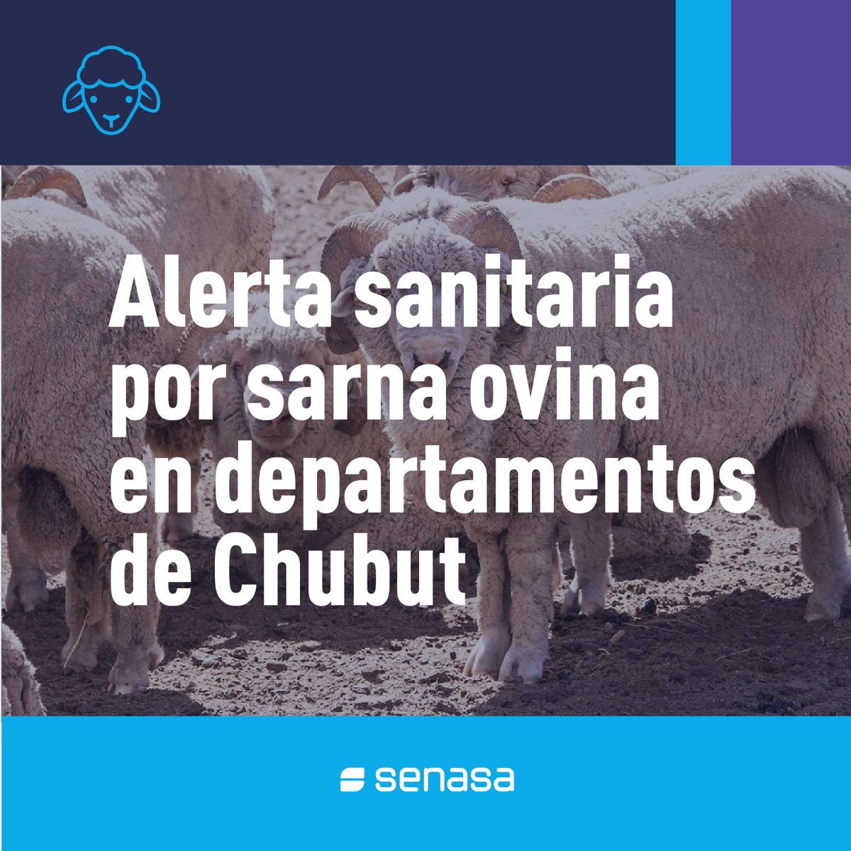 Senasa Argentina tweet media