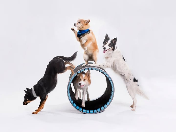 #ad Day 10 of our holiday #giveaway <a href="/muttsgonenuts/">dog and pony show</a>   at the <a href="/sandysprings/">深圳上 门 深圳约 炮 深圳兼 职 深圳同 城</a>.pac   on Jan 4.  Enter to win!
Enter at bit.ly/4asgQCs