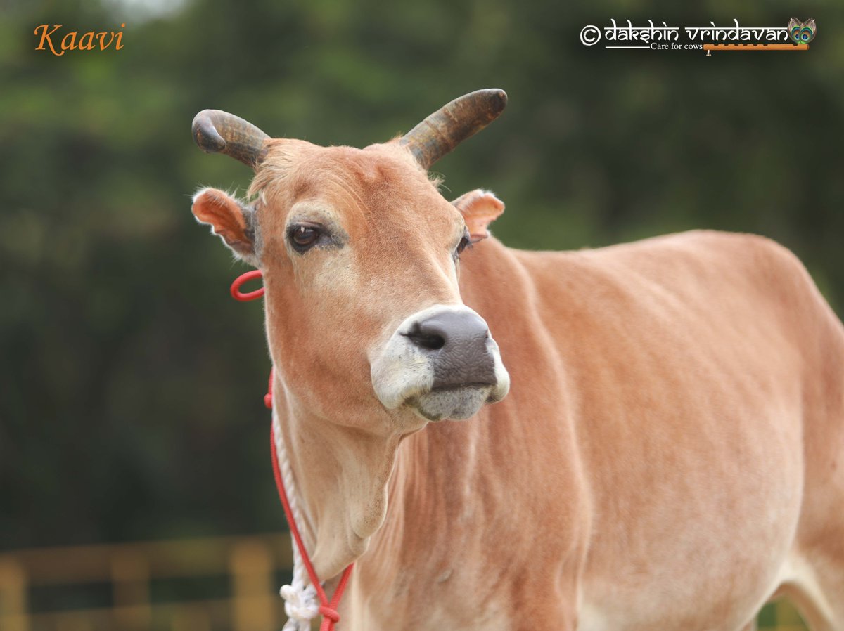 NEW ADMISSION — KAAVI 
Pleas welcome Kaavi
A Janmāṣṭamī Miracle • Please Share &amp; Bless

As devotees across the world lose themselves in the worship of the Divine Mother, we humbly open our gates to Kaavi, a gentle Gau Mata whose life has just been pulled back from the edge of