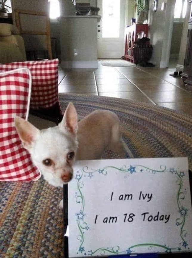 “Don’t Forget… Old Dogs Are Beautiful Too 🥰”❤️