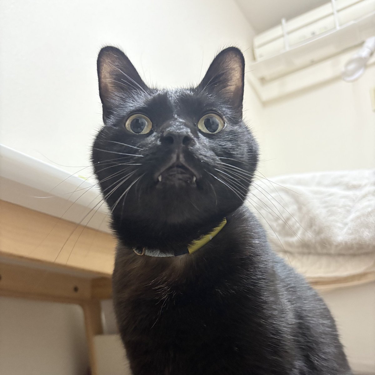 はやく寝ましょう🐈‍⬛