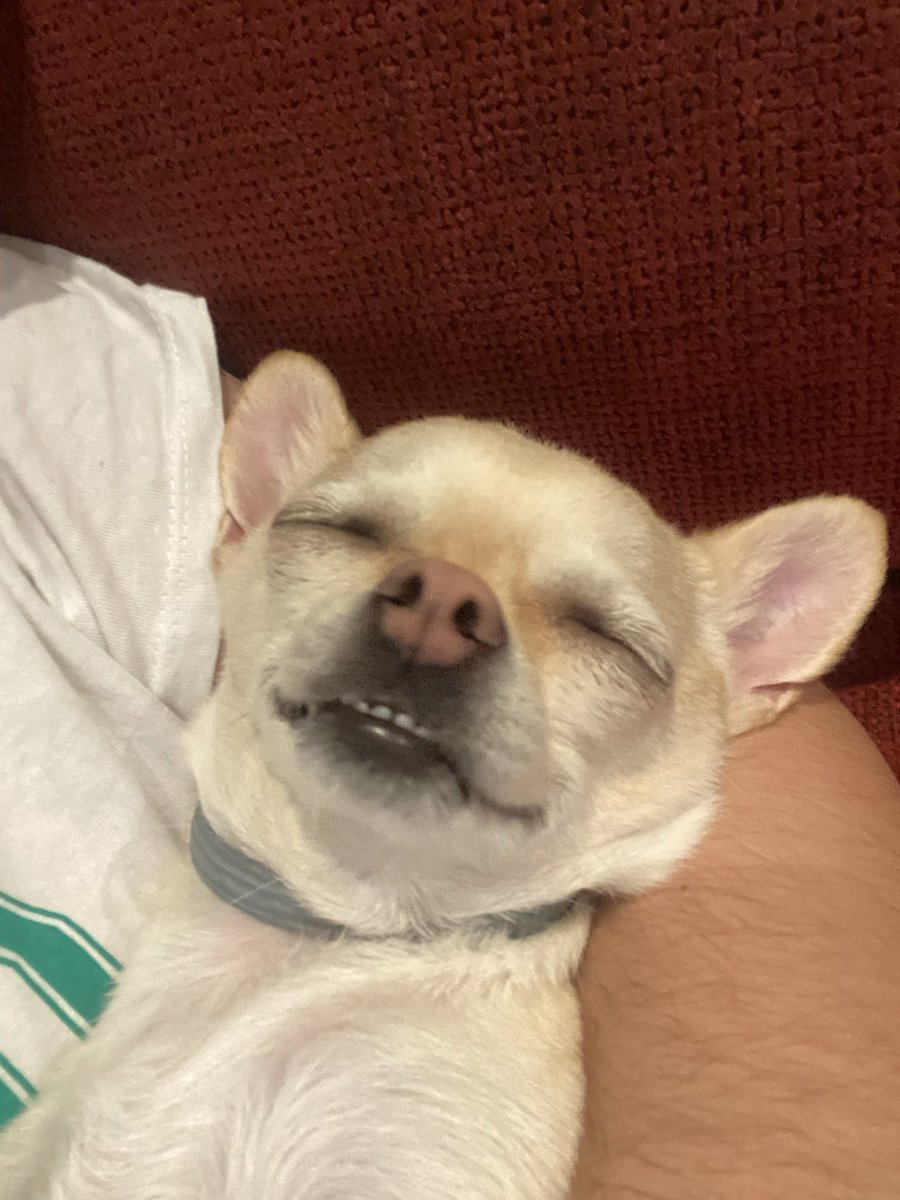 Escuchar a mi perro ladrar en sueños es de lo más lindo de mi día