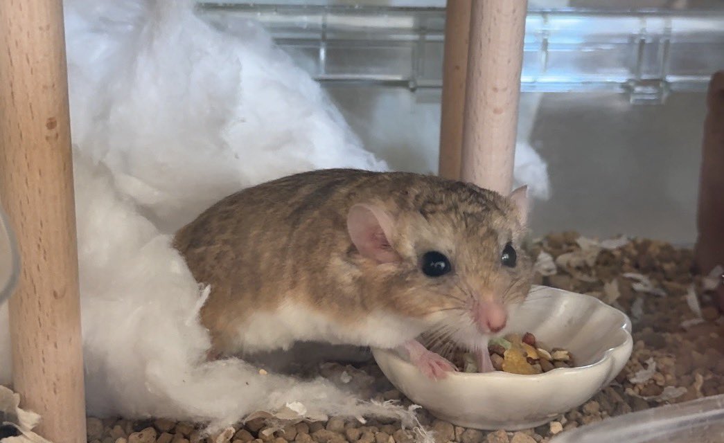 Qoo(*´꒳`*) ＋ねずみ ゆっこ🐭ねずみの雑貨屋CLOVER🍀 (@nezumi3illust) / Posts / X