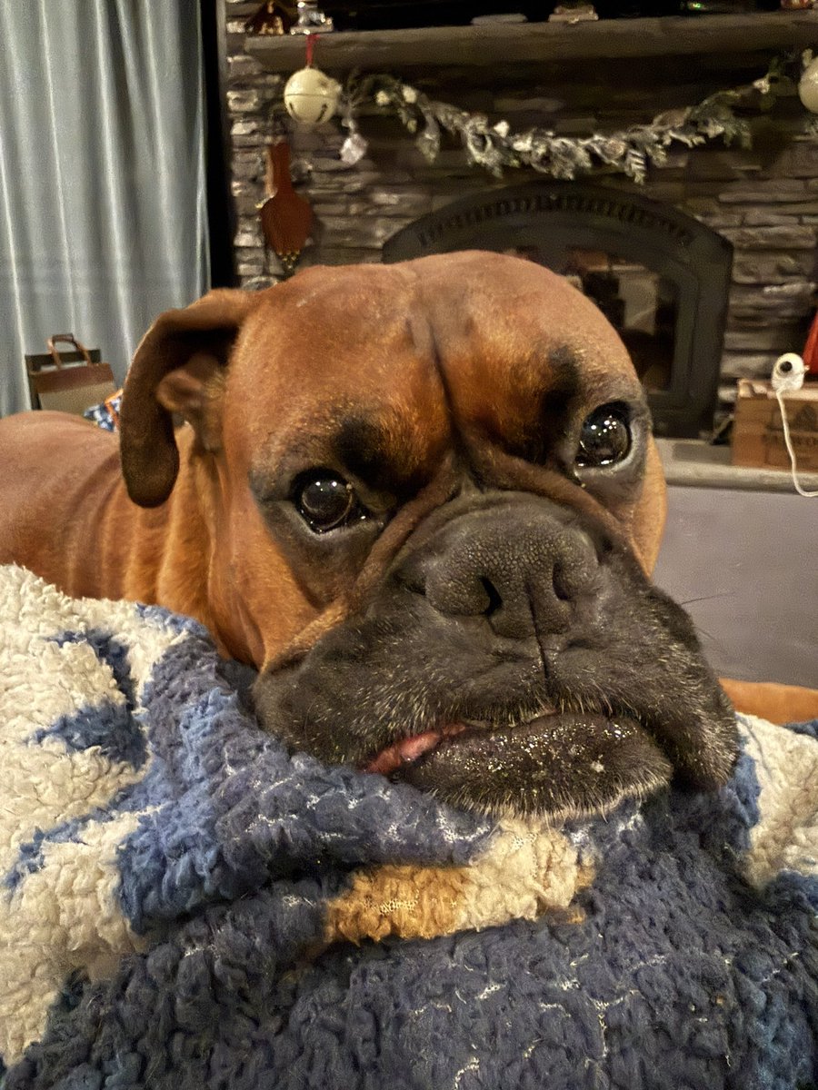 What a cute face Zeus!  

#boxerpuppy #boxerdogs #boxerlife 
#boxerlovers #boxersrock #boxersoftwitter #boxerdogsoftwitter #dogsoftwitter #dogsofx