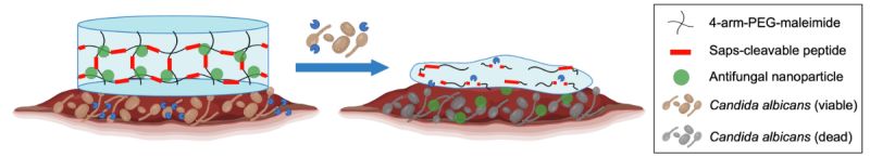Shukla Laboratory for Designer Biomaterials tweet media