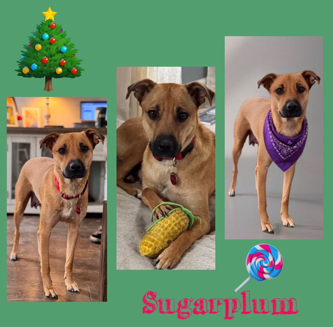 TNProverbs1210's tweet photo. Sugarplum was the best mom ever. Now it’s her time to shine. Seriously, don’t you want a girl named Sugarplum for this Christmas and all of the years to come? 

https://t.co/e5cAXozWWE https://t.co/ov4f4zNV4t