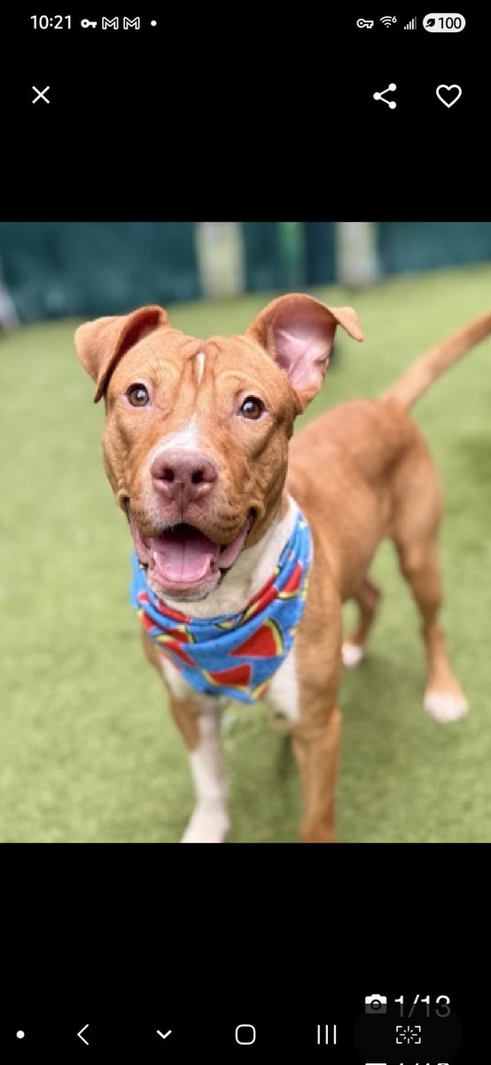 MyBoxerLuvMac1's tweet image. 💔Hash Brown💔
#NYCACC #240286 1y
▪️Listed TBK: 12/13💉 
#RescueOnly

Precious sweetie's💔, arrived stray, 45 days ago!
Beautiful baby's of course stressed in tiny cell!
Was social, wiggly @ intake.
Here 2 long, kennel syressed, lowered threshold 4 arousal.
Who cld blame him?
Who…