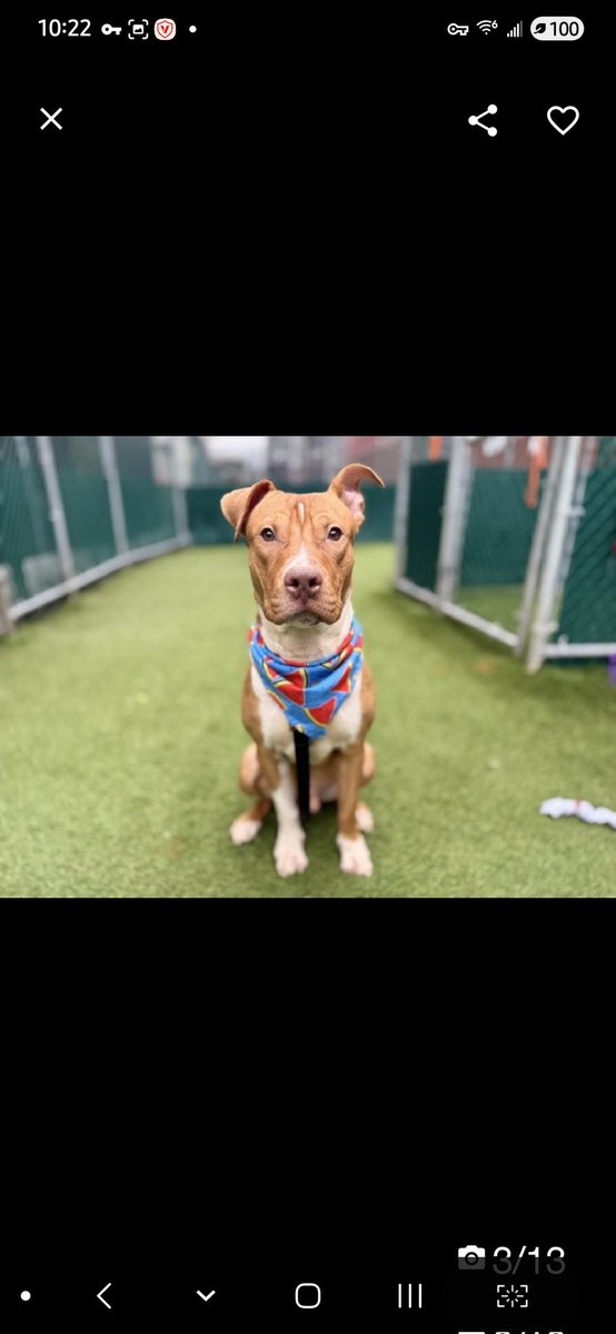 MyBoxerLuvMac1's tweet image. 💔Hash Brown💔
#NYCACC #240286 1y
▪️Listed TBK: 12/13💉 
#RescueOnly

Precious sweetie's💔, arrived stray, 45 days ago!
Beautiful baby's of course stressed in tiny cell!
Was social, wiggly @ intake.
Here 2 long, kennel syressed, lowered threshold 4 arousal.
Who cld blame him?
Who…