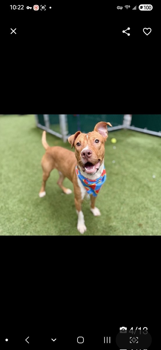 MyBoxerLuvMac1's tweet image. 💔Hash Brown💔
#NYCACC #240286 1y
▪️Listed TBK: 12/13💉 
#RescueOnly

Precious sweetie's💔, arrived stray, 45 days ago!
Beautiful baby's of course stressed in tiny cell!
Was social, wiggly @ intake.
Here 2 long, kennel syressed, lowered threshold 4 arousal.
Who cld blame him?
Who…