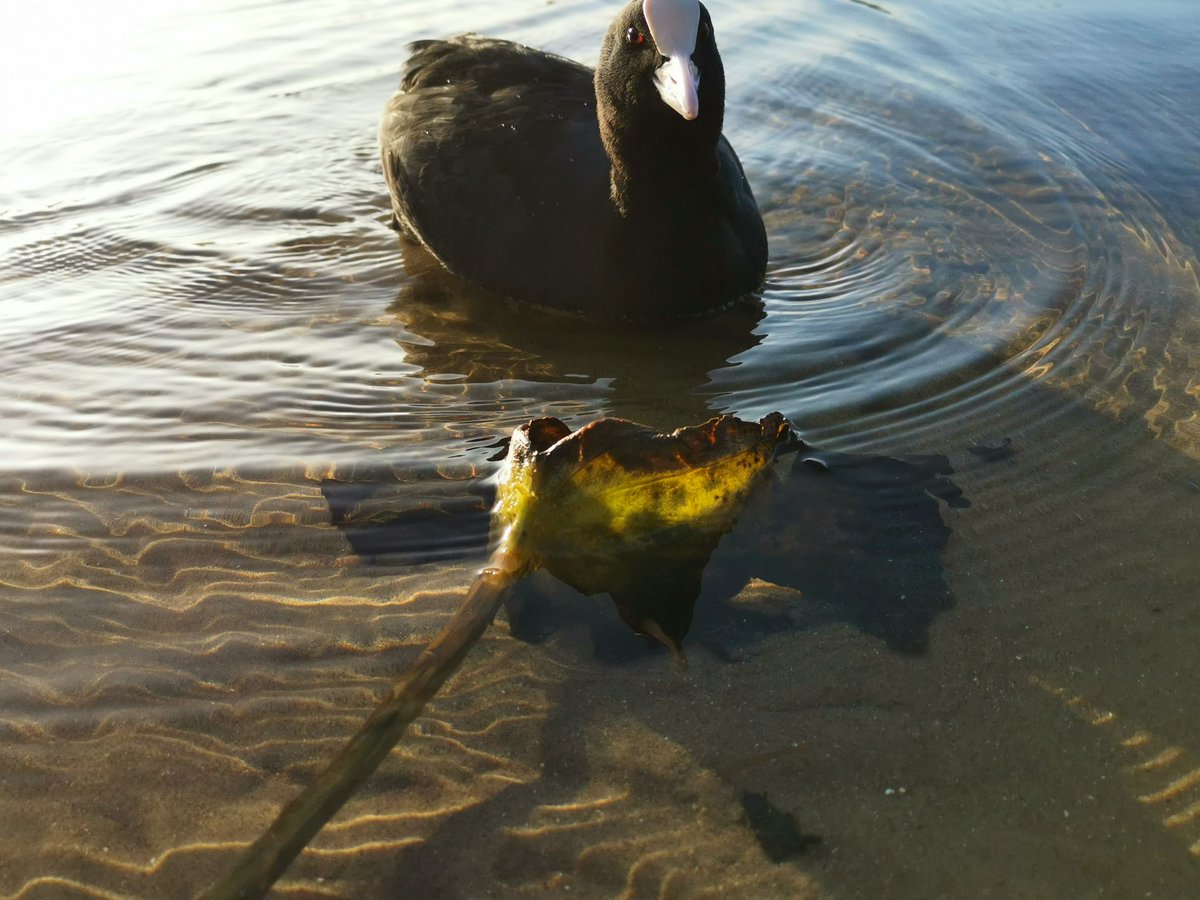 vrijezangvogel's tweet image. #ommetje #stroll Het ziet er idyllisch uit. Maar dit #stilte gebied was verre van stil vanmiddag tgv races op circuit in Zandvoor, 10km, en soms laagovervliegende vliegtuigen. Motoren maken nog meer lawaai dan raceauto's. Maar even de #zon zien, heerlijk! 

#Foto_Adventskalender