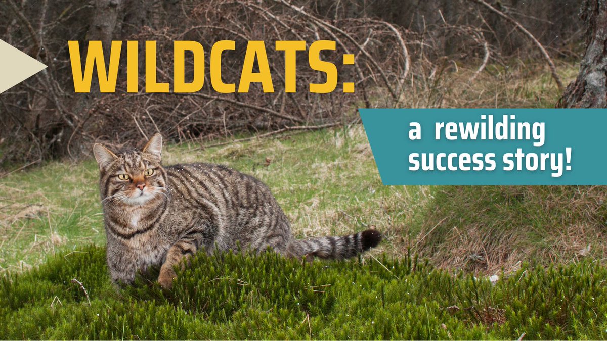ScotRewilding's tweet image. Scotland’s iconic wildcat is making its comeback – and it’s rewilding that’s making it possible. 🐾

The @SaveOurWildcats project, run by the @rzss in collaboration with @NatureScot and other partners, is restoring a species that was on the brink of disappearing from our…
