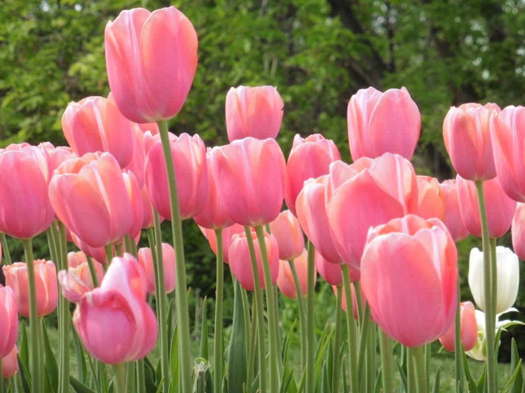 ECKANKAR's tweet image. “If someone said to me, ‘I would like to learn to love all life,’ this would be the greatest thing a person could live for. This is the whole purpose of this life—to love God truly.” 

—Harold Klemp, “The Drumbeat of Time, 
    Mahanta Transcripts, Book 10”

#ECKANKAR