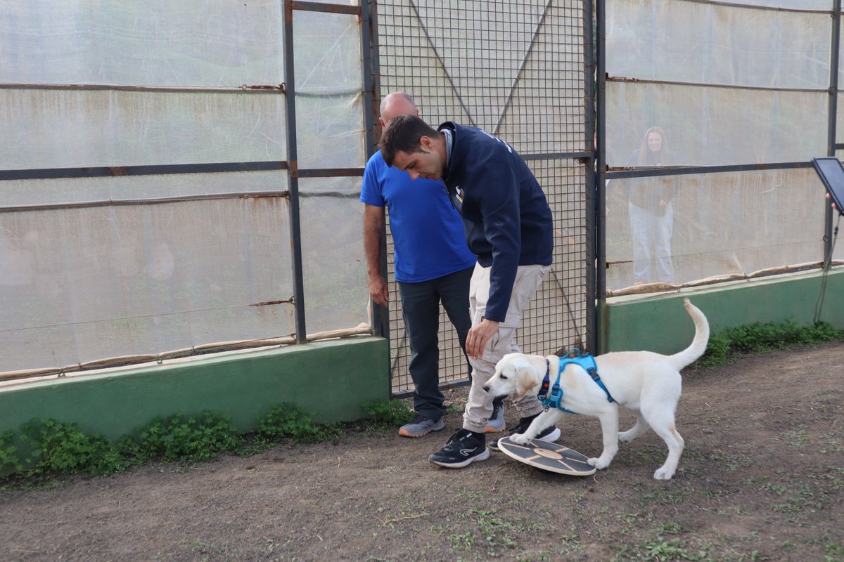 TurismoGobCan's tweet image. 🐾 Desde el @SCEmpleo impulsamos un proyecto pionero en España y Europa: un Programa de Formación en Alternancia con el Empleo para formar a 20 personas como instructoras de perros de asistencia.