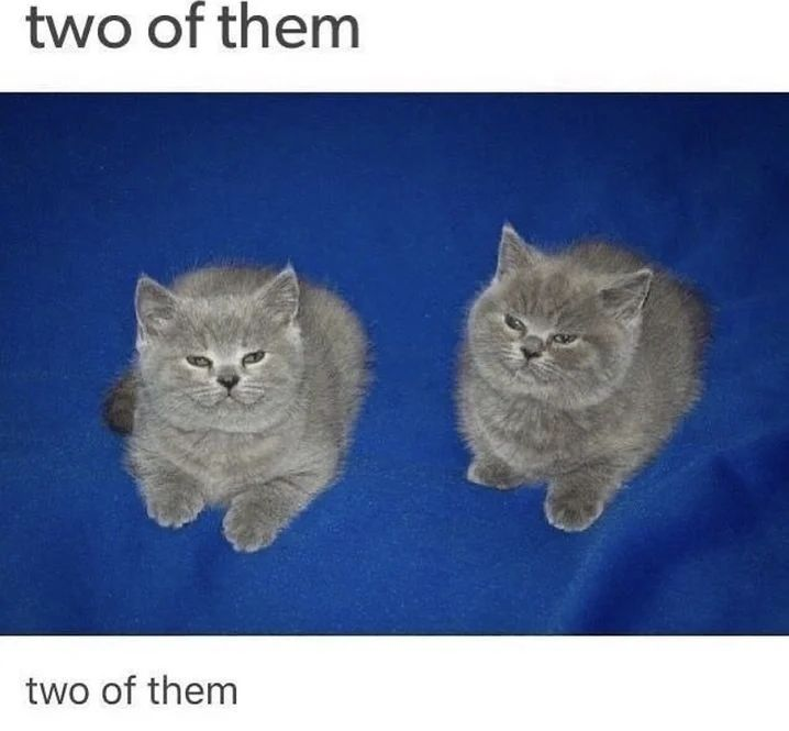 Punch Cat (@punchingcat) on Twitter photo 