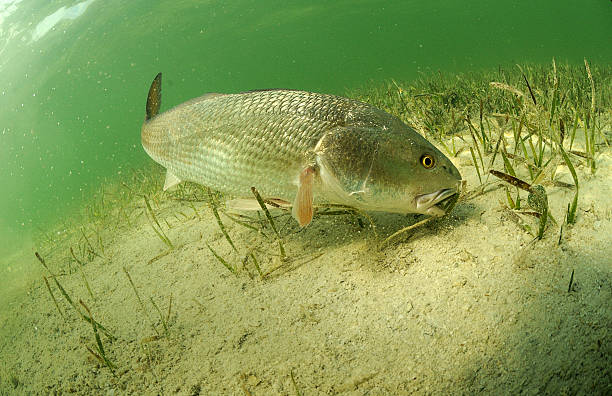 gilesforyou's tweet photo. While there are fourteen days until Christmas, there are Zero days until #FishPic. https://t.co/Pl6SVcwPMK