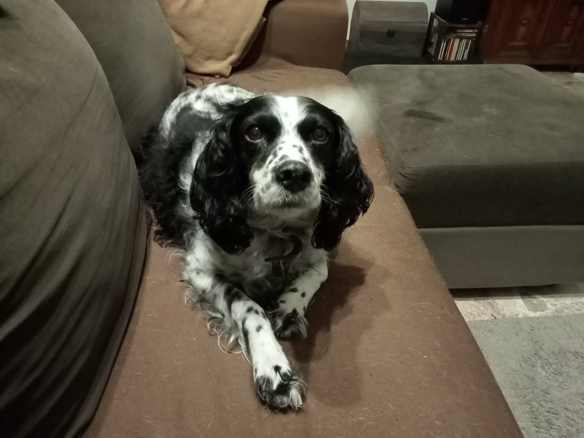 Met Miss Zenuwenlijdster naar de dierenarts voor een rabiësprikje. Totale checkup, hart,longen,ogen, oren(en dus voor een week druppels want er zat een forasacco in haar oor). Prik en vrijdag even terug. €30.- 🇮🇹