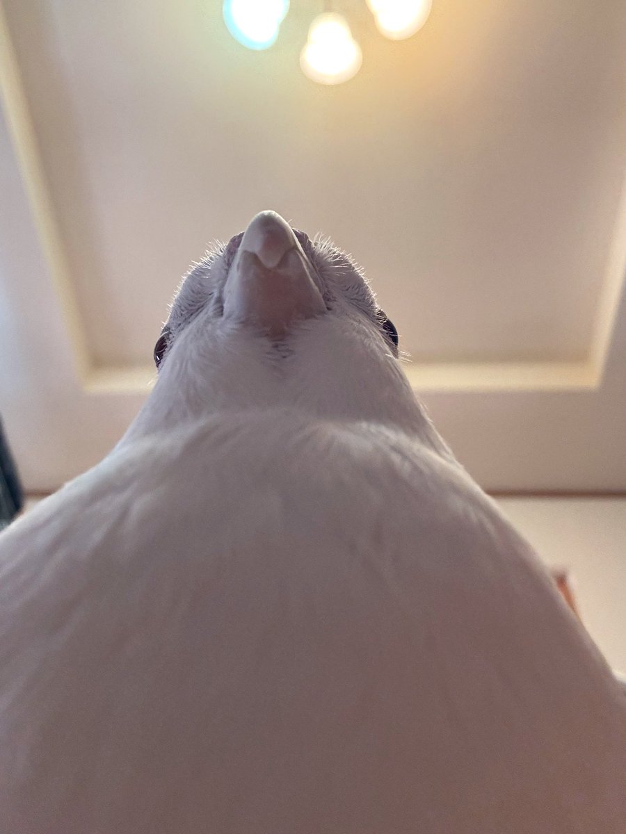 marontyu_'s tweet photo. #鳥のお餅選手権
ぬぬん https://t.co/sBaC5d7pu4