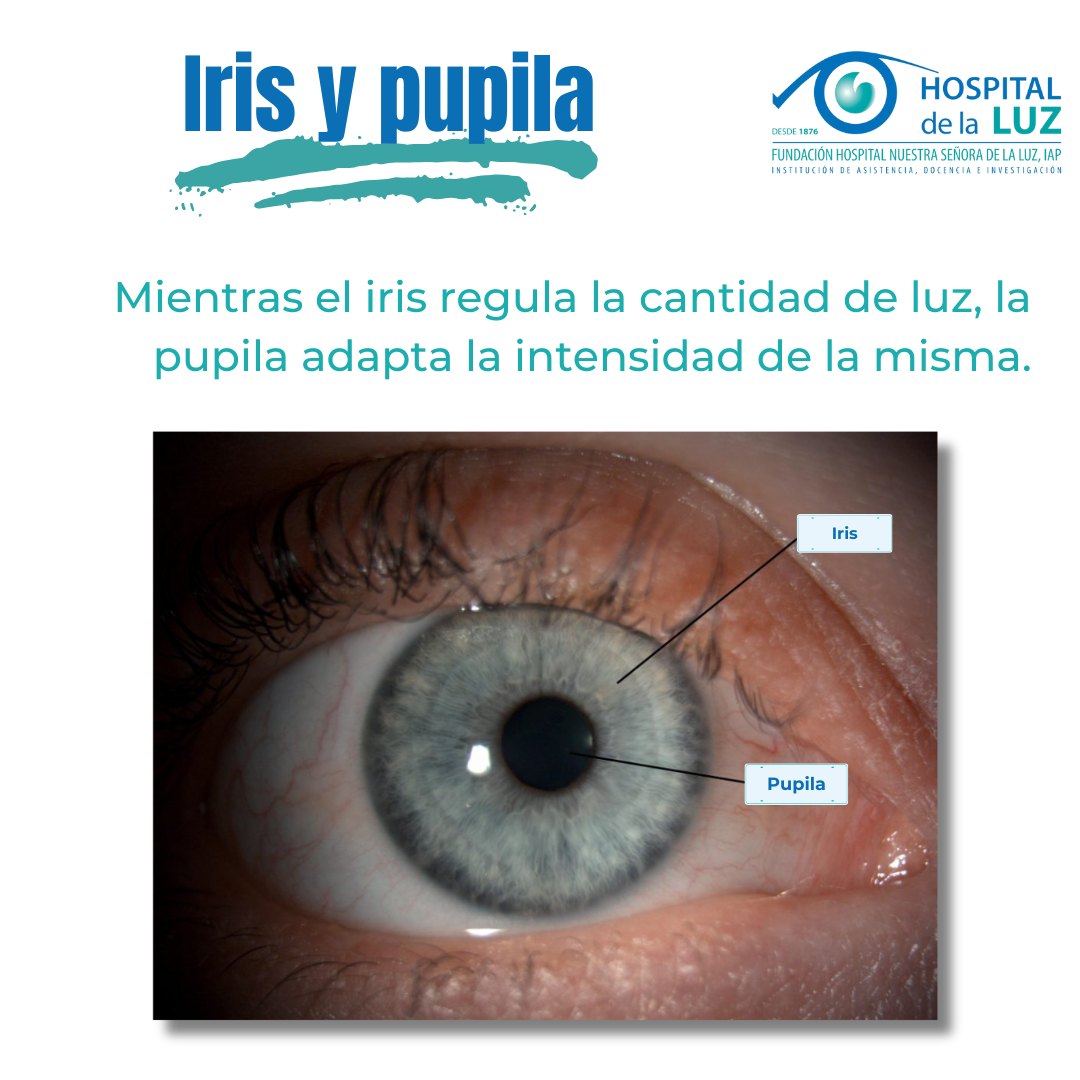 La tarea que cumplen el iris y la pupila es fundamental ya que ambas participan en el proceso de regulación de la entrada de luz al ojo.
