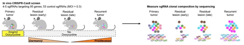 ElizSMcKenna's tweet image. Now online in @CD_AACR: Residual Breast Cancer Cells Co-opt SOX5-driven Endochondral Ossification to Maintain #Dormancy - by Amulya Sreekumar, Lewis Chodosh, and colleagues doi.org/10.1158/2159-8… @PennMedicine @PennCancer