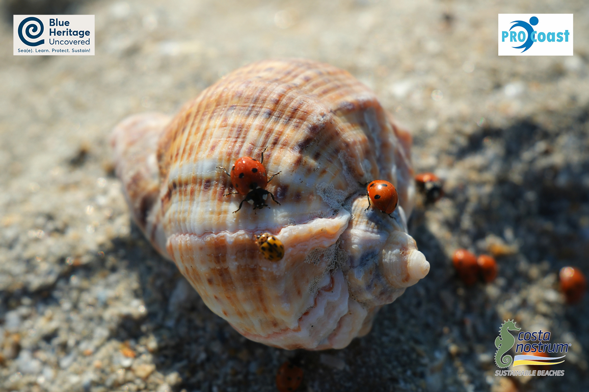 🌊 Corbu: where nature watches us, reminding that true development begins with protection.

Case study visit in the framework of <a href="/PRO_C0ast/">PRO-Coast</a> EU Horizon Project