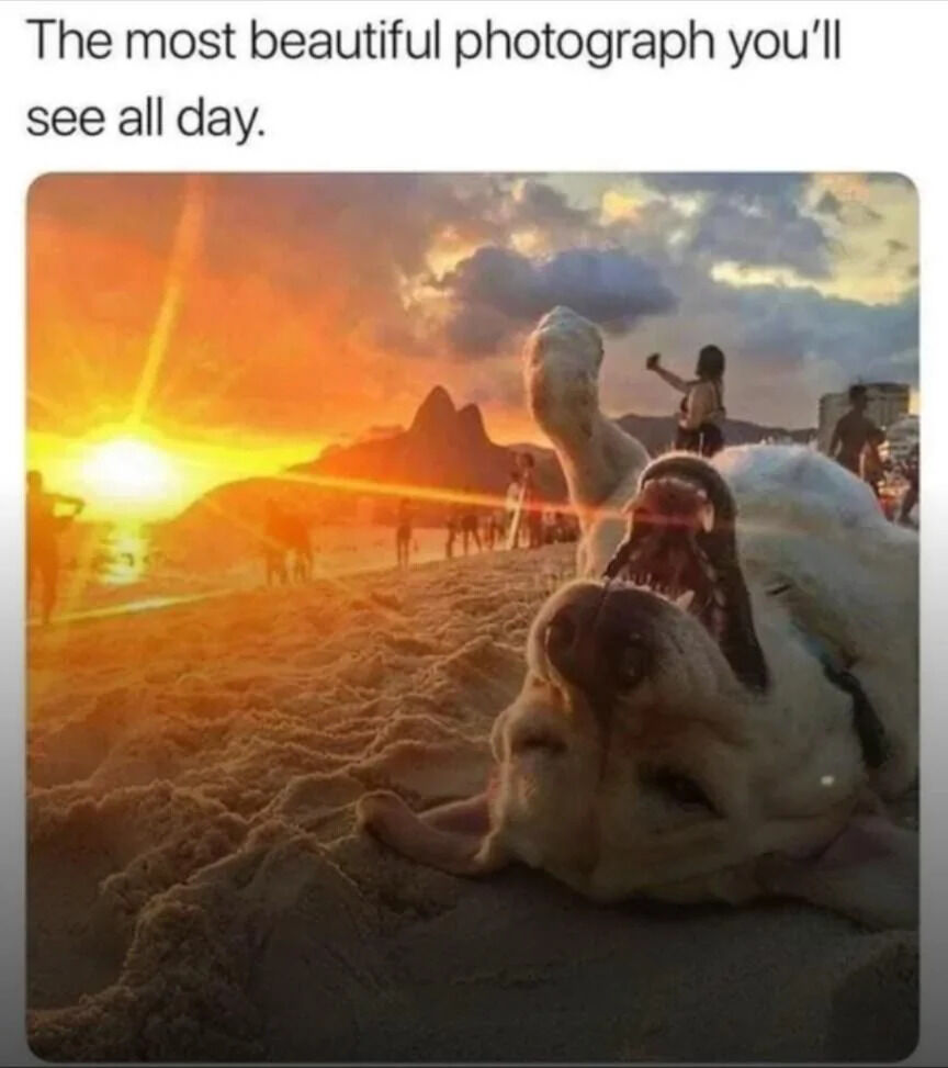 WholesomeMeme's tweet image. 