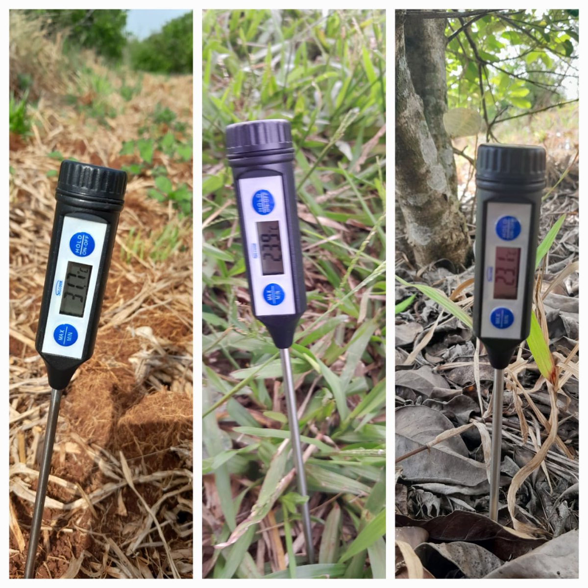 Con el respaldo del SEY, suelo con cubiertas verdes y sombra mitigan efectos del sol en yerba mate inym.org.ar/noticias/produ…